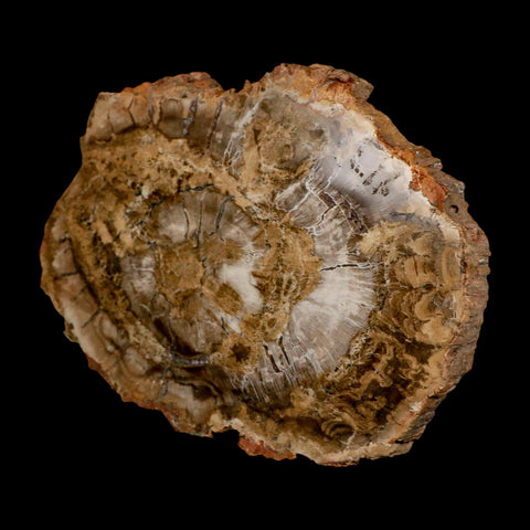 5.1" Fossilized Polished Petrified Wood Branch Madagascar 66-225 Million Yrs Old - Fossil Age Minerals