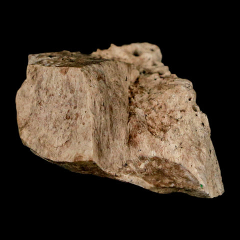 1.2" Tyrannosaurus Rex Fossil Bone Dinosaur Lance Creek Formation Wyoming COA - Fossil Age Minerals