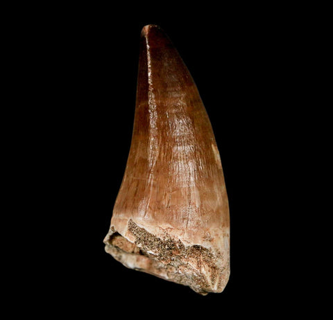 XL 2.2" Mosasaur Prognathodon Fossil Tooth Cretaceous Dinosaur Era COA & Stand - Fossil Age Minerals