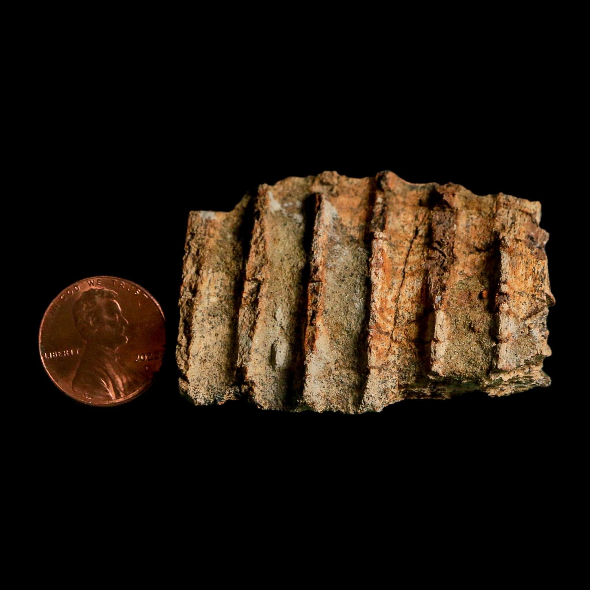 2.2" Edmontosaurus Hadrosaur Dinosaur Fossil Jaw Section Lance Creek FM WY COA