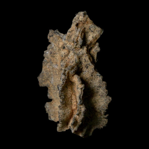 2.5" Fulgurite Petrified Lightning Strike Glass Sahara Desert Algeria - Fossil Age Minerals