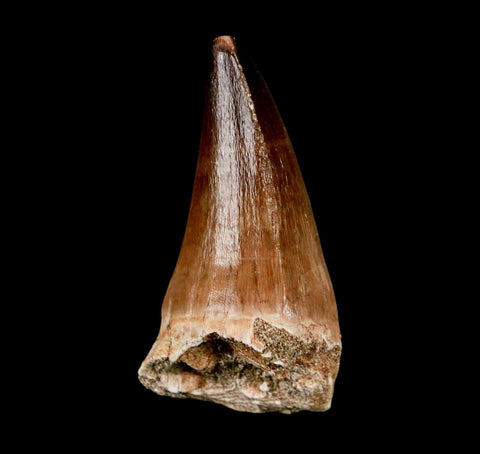 XL 2.2" Mosasaur Prognathodon Fossil Tooth Cretaceous Dinosaur Era COA & Stand - Fossil Age Minerals