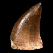 XL 2.2" Mosasaur Prognathodon Fossil Tooth Cretaceous Dinosaur Era COA & Stand