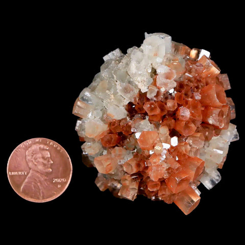 2.1" Aragonite Mineral Two Tone Crystal Cluster Specimen Tazouta Morocco - Fossil Age Minerals