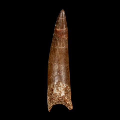 XXL 2.6" Plesiosaur Zarafasaura Tooth Fossil Cretaceous Dinosaur Era COA, Stand