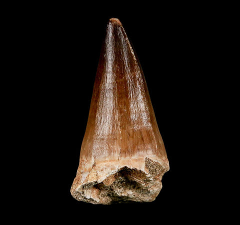 XL 2.2" Mosasaur Prognathodon Fossil Tooth Cretaceous Dinosaur Era COA & Stand - Fossil Age Minerals