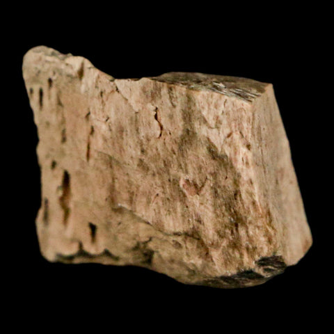 1.2" Tyrannosaurus Rex Fossil Bone Dinosaur Lance Creek Formation Wyoming COA - Fossil Age Minerals
