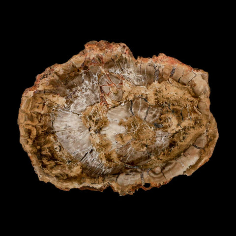 5.1" Fossilized Polished Petrified Wood Branch Madagascar 66-225 Million Yrs Old - Fossil Age Minerals