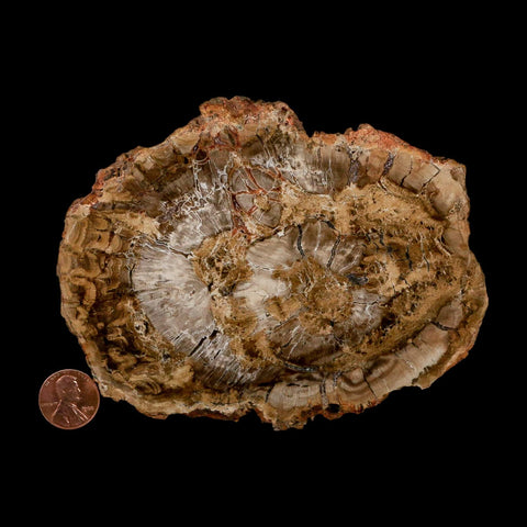 5.1" Fossilized Polished Petrified Wood Branch Madagascar 66-225 Million Yrs Old - Fossil Age Minerals