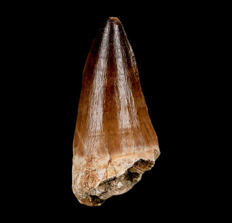 XL 2.2" Mosasaur Prognathodon Fossil Tooth Cretaceous Dinosaur Era COA & Stand - Fossil Age Minerals