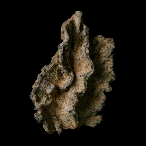 2.5" Fulgurite Petrified Lightning Strike Glass Sahara Desert Algeria - Fossil Age Minerals