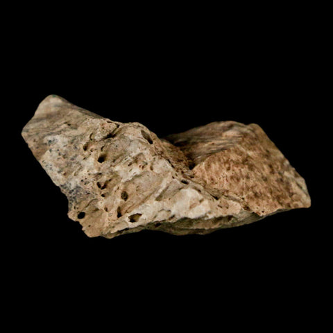 1.2" Tyrannosaurus Rex Fossil Bone Dinosaur Lance Creek Formation Wyoming COA - Fossil Age Minerals