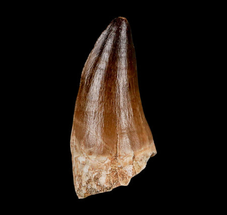 XL 2.2" Mosasaur Prognathodon Fossil Tooth Cretaceous Dinosaur Era COA & Stand