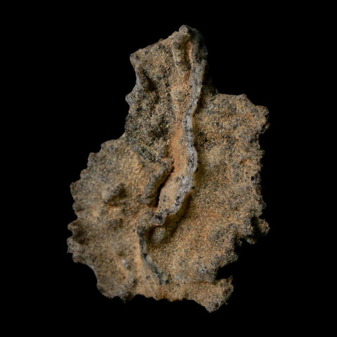 2.5" Fulgurite Petrified Lightning Strike Glass Sahara Desert Algeria - Fossil Age Minerals