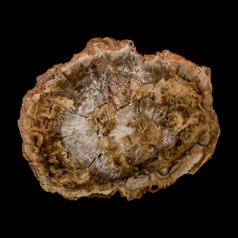 5.1" Fossilized Polished Petrified Wood Branch Madagascar 66-225 Million Yrs Old - Fossil Age Minerals