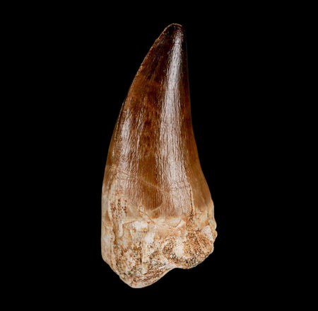 XL 2.2" Mosasaur Prognathodon Fossil Tooth Cretaceous Dinosaur Era COA & Stand