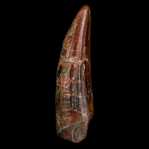 1.1" Suchomimus Fossil Tooth Cretaceous Spinosaurid Dinosaur Elraz FM Niger COA - Fossil Age Minerals