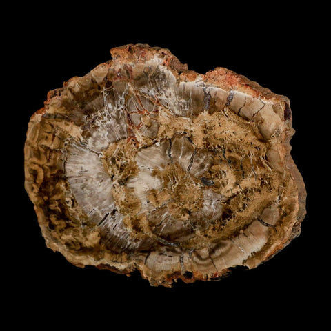 5.1" Fossilized Polished Petrified Wood Branch Madagascar 66-225 Million Yrs Old - Fossil Age Minerals