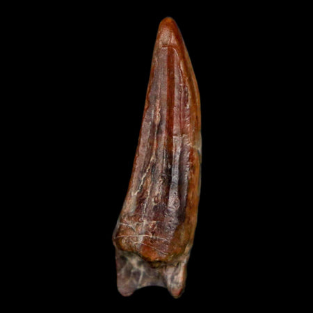 1.1" Suchomimus Fossil Tooth Cretaceous Spinosaurid Dinosaur Elraz FM Niger COA