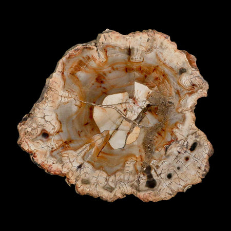 4.1" Fossilized Polished Petrified Wood Branch Madagascar 66-225 Million Yrs Old