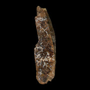 1.9" Tyrannosaurus Rex Fossil Bone Dinosaur Lance Creek Formation Wyoming COA