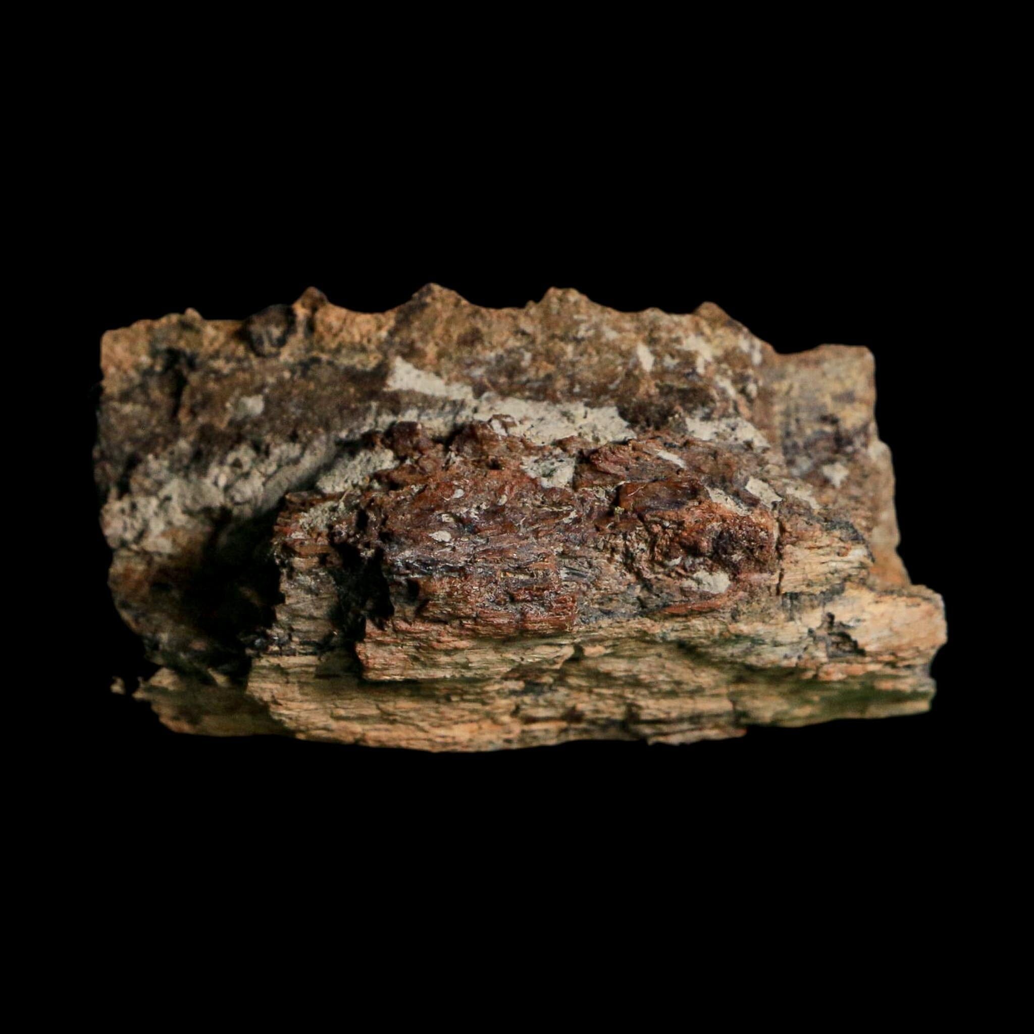 2.2" Edmontosaurus Hadrosaur Dinosaur Fossil Jaw Section Lance Creek FM WY COA