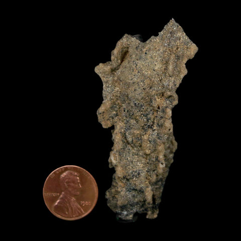 2.7" Fulgurite Petrified Lightning Strike Glass Sahara Desert Algeria - Fossil Age Minerals