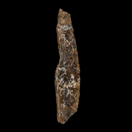 1.9" Tyrannosaurus Rex Fossil Bone Dinosaur Lance Creek Formation Wyoming COA