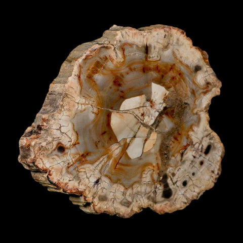 4.1" Fossilized Polished Petrified Wood Branch Madagascar 66-225 Million Yrs Old - Fossil Age Minerals