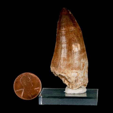 XL 2.2" Mosasaur Prognathodon Fossil Tooth Cretaceous Dinosaur Era COA & Stand - Fossil Age Minerals