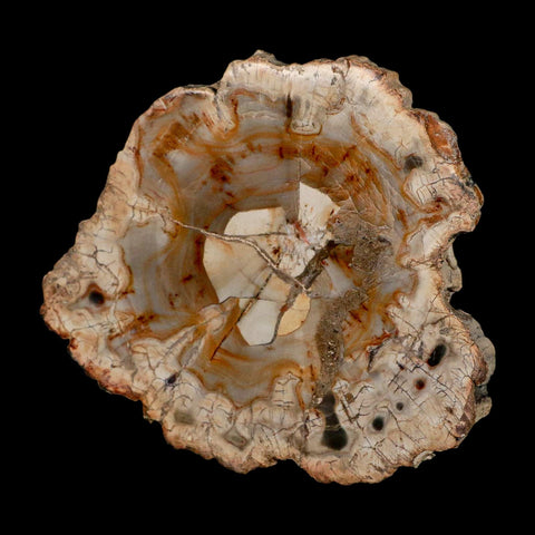 4.1" Fossilized Polished Petrified Wood Branch Madagascar 66-225 Million Yrs Old - Fossil Age Minerals