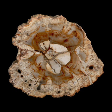 4.1" Fossilized Polished Petrified Wood Branch Madagascar 66-225 Million Yrs Old