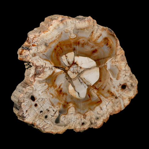 4.1" Fossilized Polished Petrified Wood Branch Madagascar 66-225 Million Yrs Old - Fossil Age Minerals