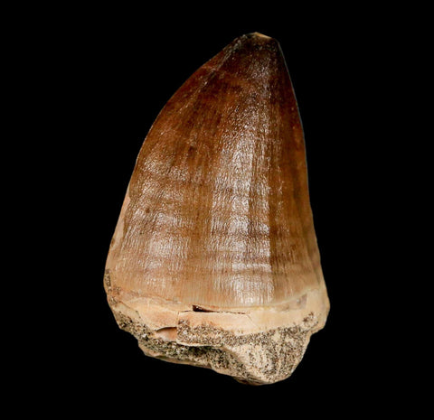 XL 2" Mosasaur Prognathodon Fossil Tooth Cretaceous Dinosaur Era COA & Stand - Fossil Age Minerals