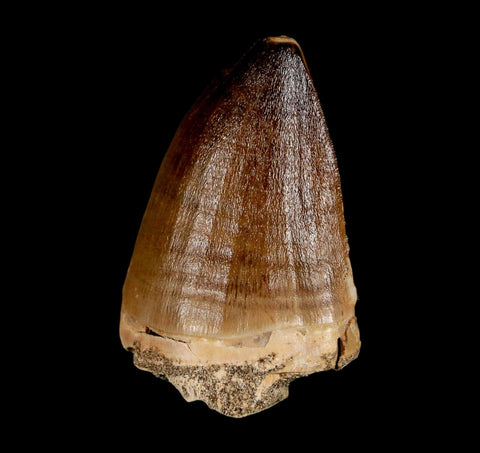 XL 2" Mosasaur Prognathodon Fossil Tooth Cretaceous Dinosaur Era COA & Stand - Fossil Age Minerals
