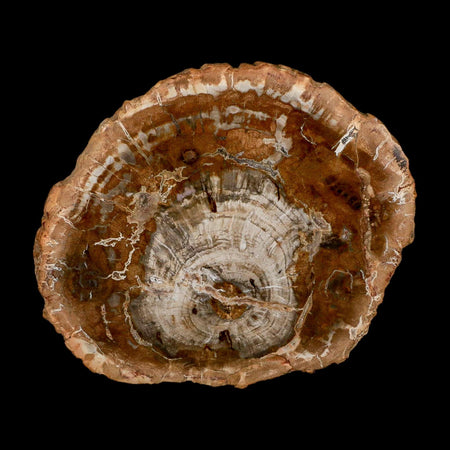 4.8" Fossilized Polished Petrified Wood Branch Madagascar 66-225 Million Yrs Old