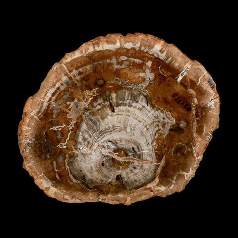 4.8" Fossilized Polished Petrified Wood Branch Madagascar 66-225 Million Yrs Old - Fossil Age Minerals