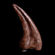 0.8" Dromaeosaur Raptor Fossil Claw Judith River Formation Montana COA & Display
