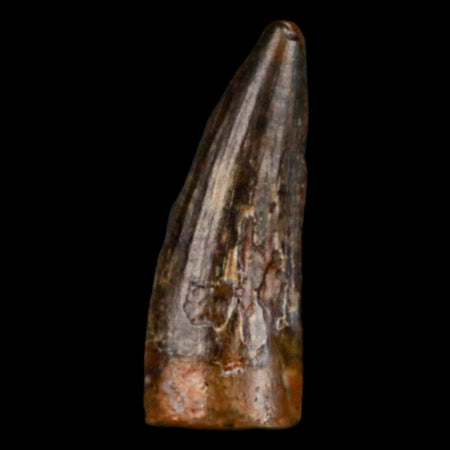 1" Suchomimus Fossil Tooth Cretaceous Spinosaurid Dinosaur Elraz FM Niger COA