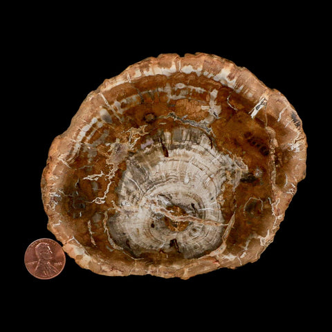 4.8" Fossilized Polished Petrified Wood Branch Madagascar 66-225 Million Yrs Old - Fossil Age Minerals