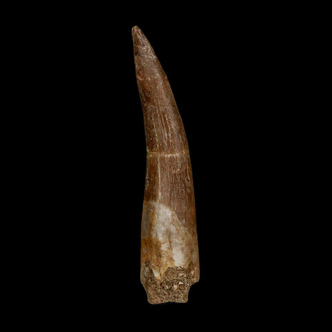 XXL 2.6" Plesiosaur Zarafasaura Tooth Fossil Cretaceous Dinosaur Era COA, Stand