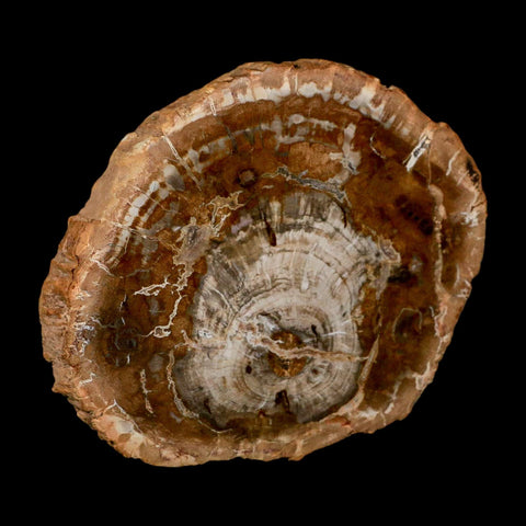 4.8" Fossilized Polished Petrified Wood Branch Madagascar 66-225 Million Yrs Old - Fossil Age Minerals