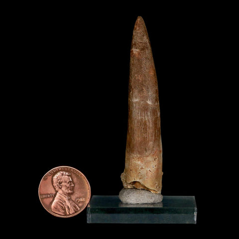 XXL 2.6" Plesiosaur Zarafasaura Tooth Fossil Cretaceous Dinosaur Era COA, Stand