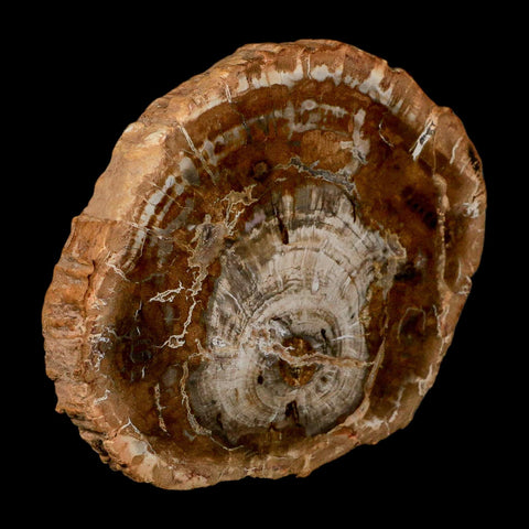 4.8" Fossilized Polished Petrified Wood Branch Madagascar 66-225 Million Yrs Old - Fossil Age Minerals