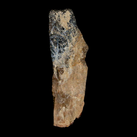 1.6" Tyrannosaurus Rex Fossil Bone Dinosaur Lance Creek Formation Wyoming COA - Fossil Age Minerals