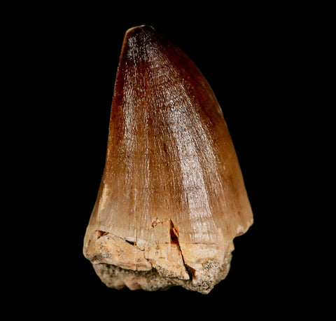 XL 2" Mosasaur Prognathodon Fossil Tooth Cretaceous Dinosaur Era COA & Stand - Fossil Age Minerals