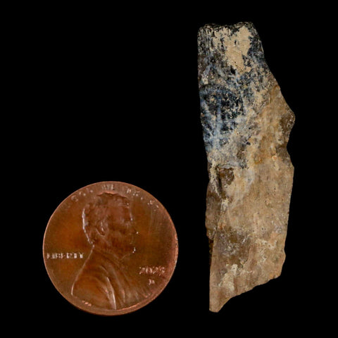 1.6" Tyrannosaurus Rex Fossil Bone Dinosaur Lance Creek Formation Wyoming COA - Fossil Age Minerals