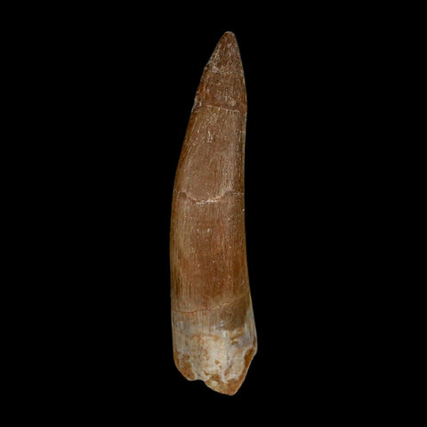 XL 2.4" Plesiosaur Zarafasaura Tooth Fossil Cretaceous Dinosaur Era COA, Stand