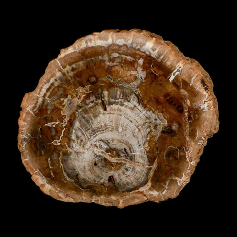 4.8" Fossilized Polished Petrified Wood Branch Madagascar 66-225 Million Yrs Old - Fossil Age Minerals