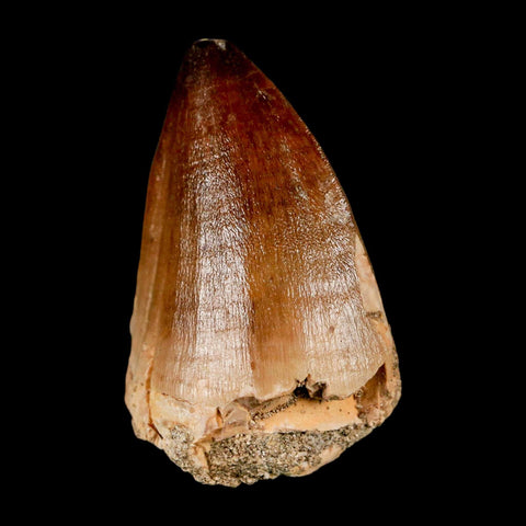 XL 2" Mosasaur Prognathodon Fossil Tooth Cretaceous Dinosaur Era COA & Stand - Fossil Age Minerals
